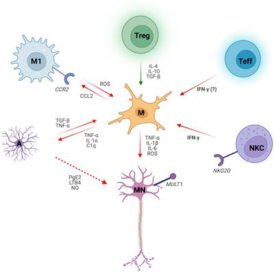 Microglial crosstalk with astrocytes and immune cells in amyotrophic lateral sclerosis